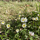 Wild white flowers called anemonoides nemorosa.